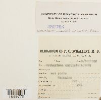 Atrichum undulatum image