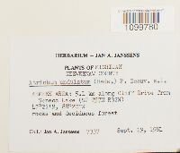 Atrichum undulatum image