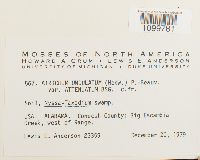 Atrichum undulatum image