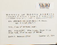 Atrichum undulatum image