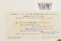 Atrichum undulatum image