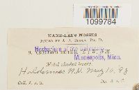 Atrichum undulatum image