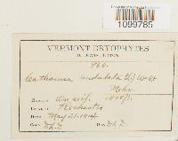 Atrichum undulatum image