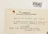 Atrichum undulatum image