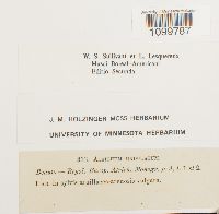 Atrichum undulatum image