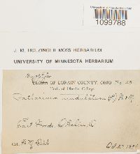 Atrichum undulatum image