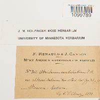 Atrichum undulatum image