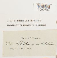 Atrichum undulatum image