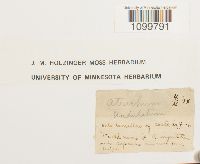 Atrichum undulatum image