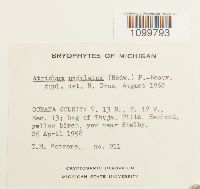 Atrichum undulatum image