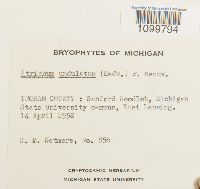 Atrichum undulatum image