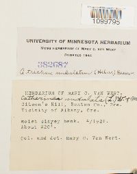 Atrichum undulatum image