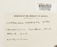 Atrichum undulatum image