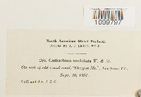 Atrichum undulatum image