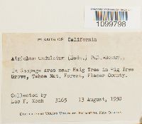 Atrichum undulatum image