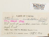 Atrichum undulatum image