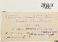 Atrichum undulatum image