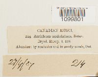 Atrichum undulatum image