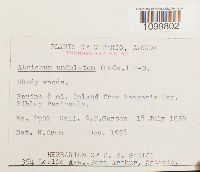 Atrichum undulatum image