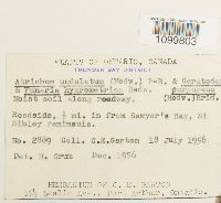 Atrichum undulatum image