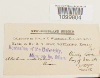 Atrichum undulatum image