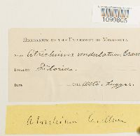 Atrichum undulatum image