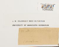 Atrichum undulatum image