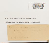 Atrichum undulatum image