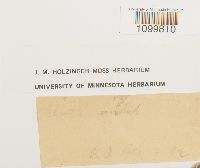 Atrichum undulatum image