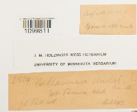 Atrichum undulatum image