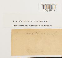 Atrichum undulatum image