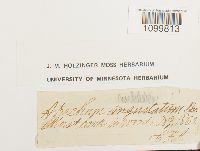 Atrichum undulatum image