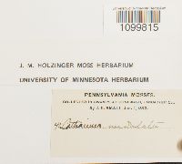 Atrichum undulatum image