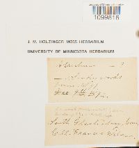 Atrichum undulatum image