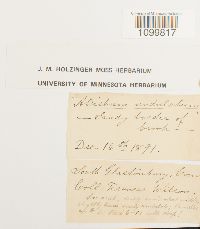 Atrichum undulatum image