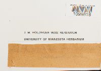 Atrichum undulatum image