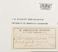 Atrichum undulatum image