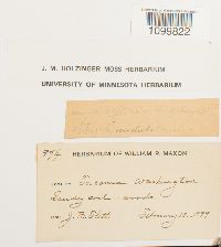 Atrichum undulatum image