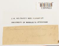 Atrichum undulatum image