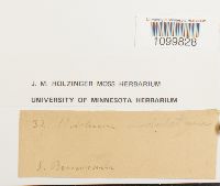 Atrichum undulatum image