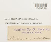 Atrichum undulatum image