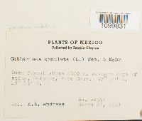 Atrichum undulatum image