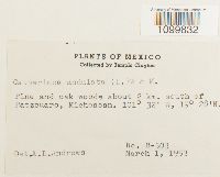 Atrichum undulatum image