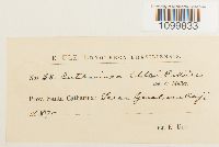 Atrichum undulatum image