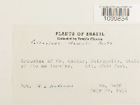 Atrichum undulatum image