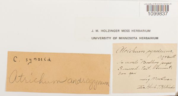 Atrichum androgynum image