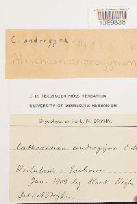 Atrichum androgynum image