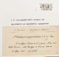 Atrichum angustatum image