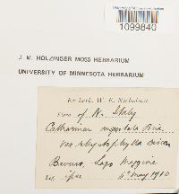 Media resource of Atrichum angustatum