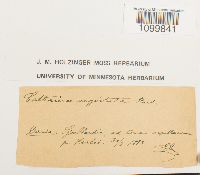 Atrichum angustatum image